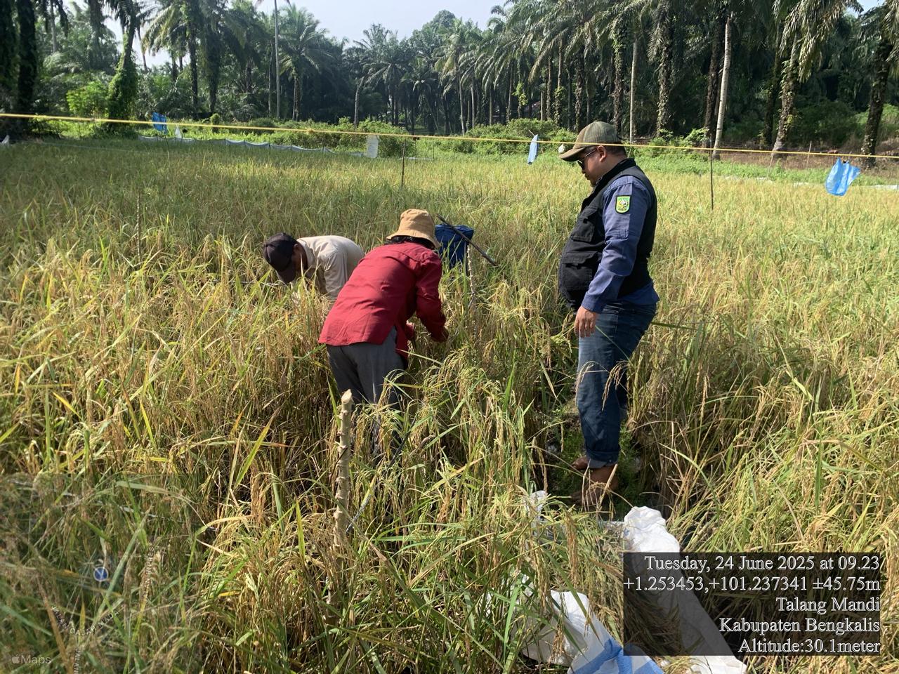MENGUKUR PRODUKTIVITAS DENGAN KEGIATAN UBINAN PADI