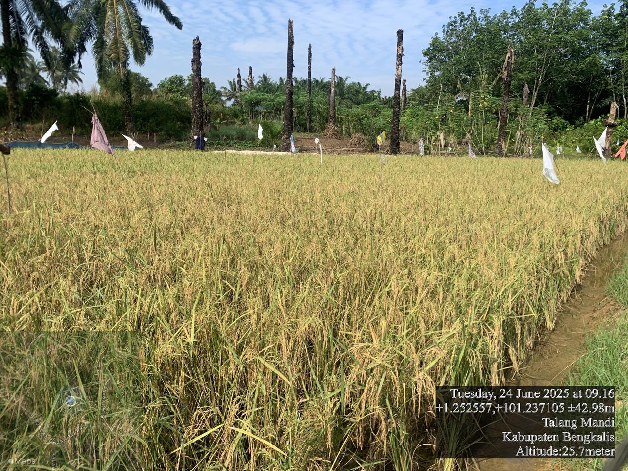 PADI SIAP PANEN SECARA OPTIMAL