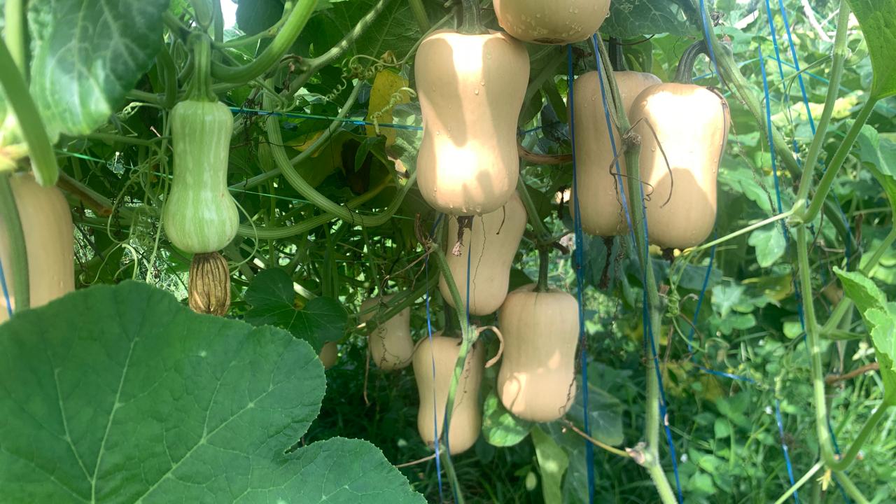 Mencoba Peruntungan dengan Budidya Labu Madu varietas Jacklin 