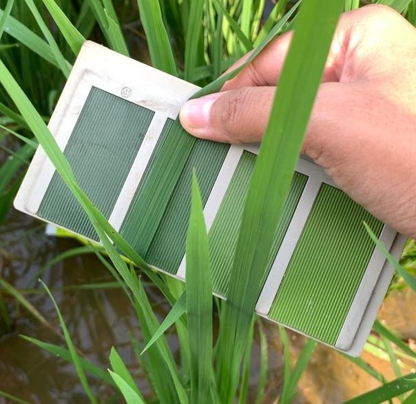 Pengukuran Status Hara menggunakan Bagan Warna Daun (BWD)