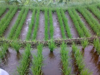 MENGENAL TUJUAN SISTEM JAJAR LEGOWO