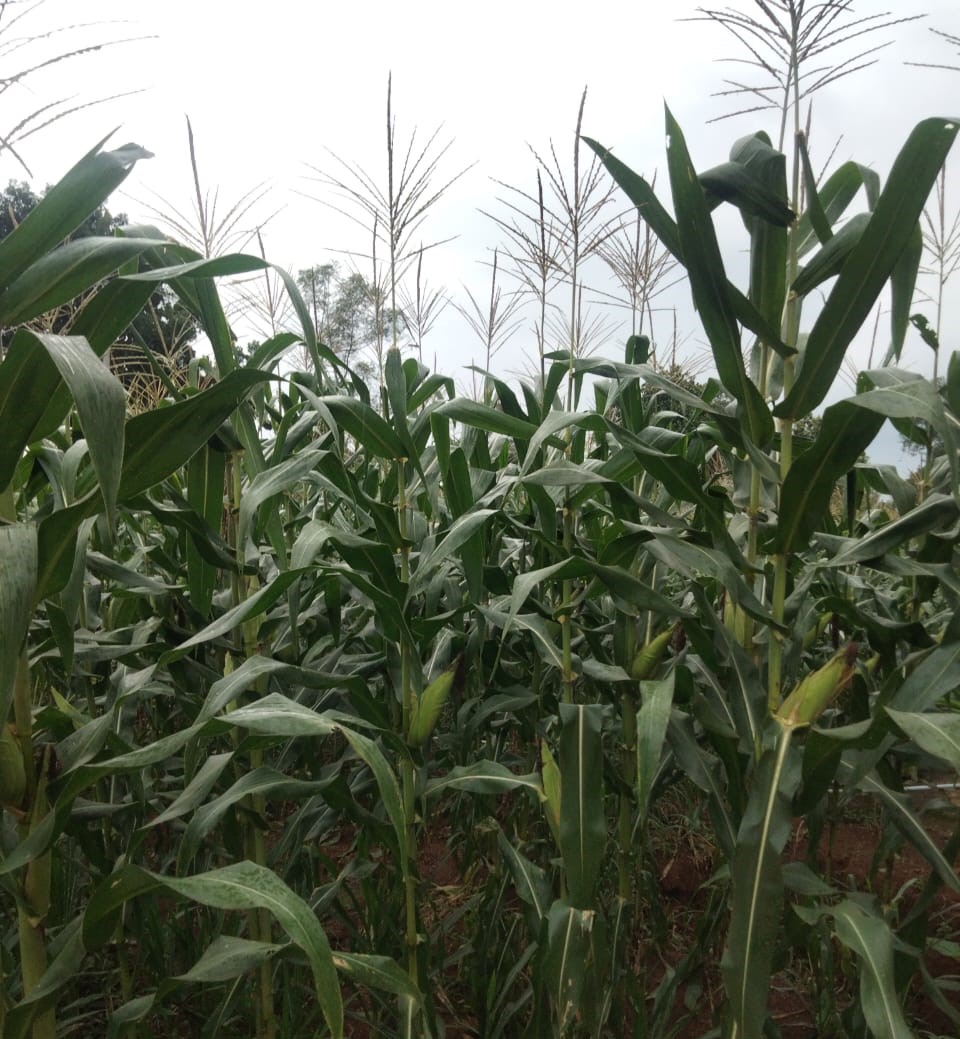 HAMA ULAT GRAYAK FAW (Spodoptera frugiperda) PADA TANAMAN JAGUNG 