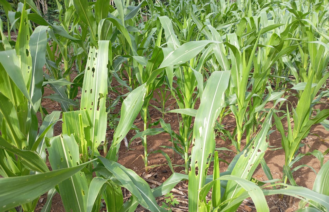 Pengendalian Ulat Grayak pada Tanaman Jagung