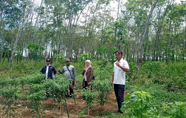 Merawat Tanaman Cabai Agar Tumbuh Subur dan Produktif