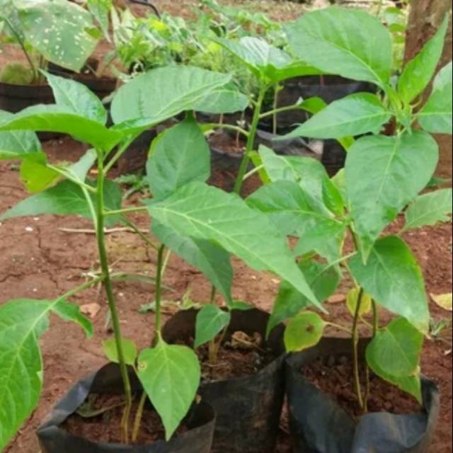 Persiapan benih cabai