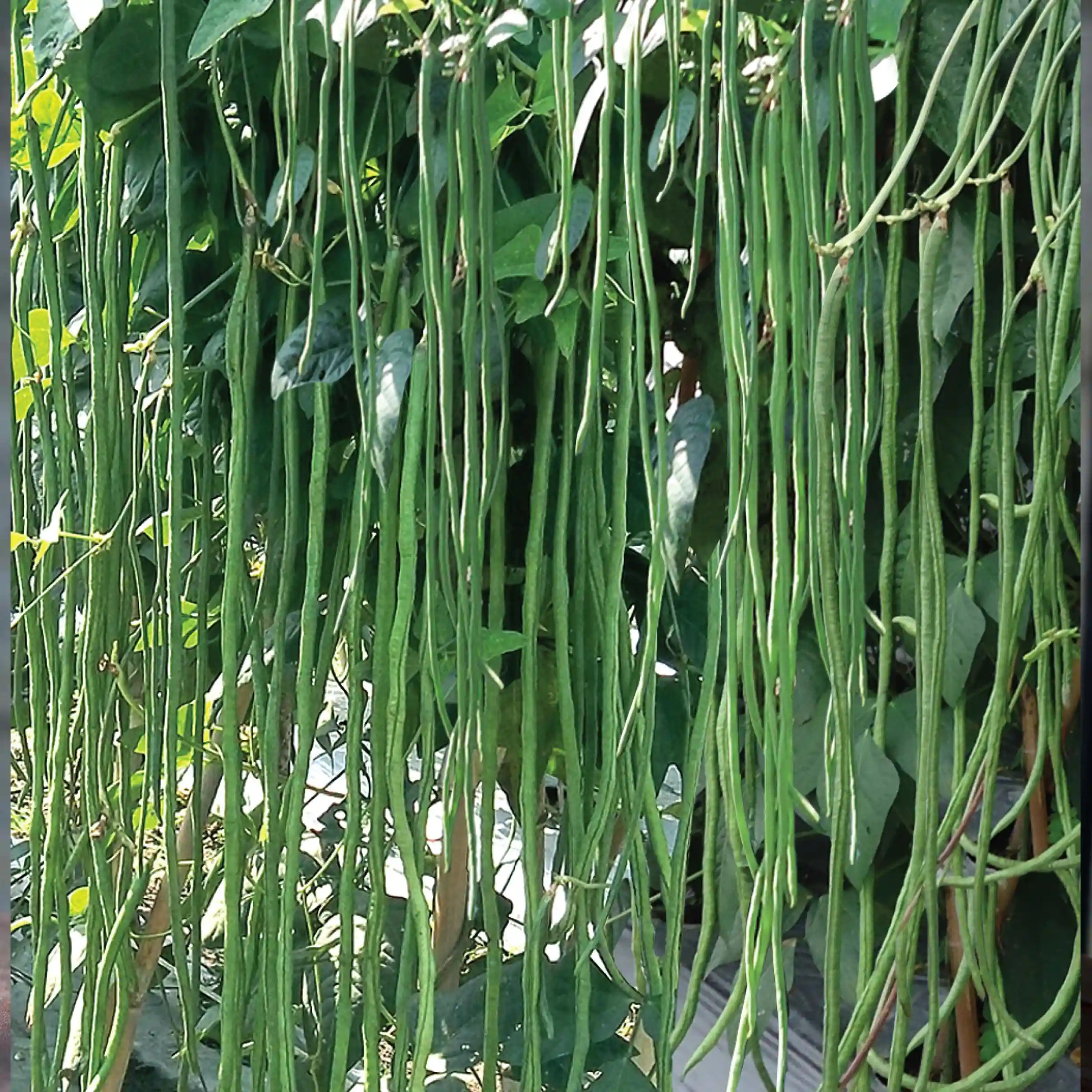 Budidaya Kapan (Kacang Panjang) Masa Kini