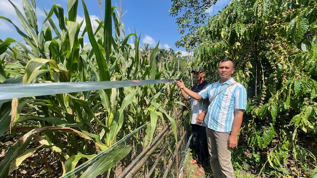 Tali Perak Sebagai Alternatif Pengendalian Hama Tupai Pada Tanaman Jagung di Desa Pulau Panggung Kecamatan Abung Tinggi