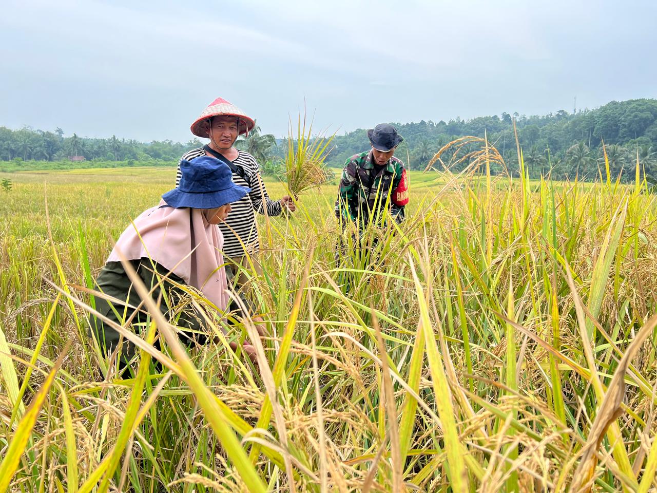 Sinergi Panen di Sawah: Kelompok Tani, PPL, dan Babinsa Perkuat Ketahanan Pangan