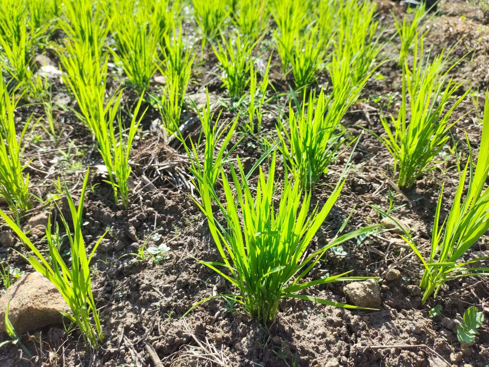 Budidaya Padi Gogo Lahan Kering