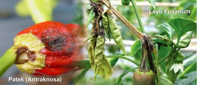 MENGENAL DAN MENGENDALIKAN OPT SAYURAN