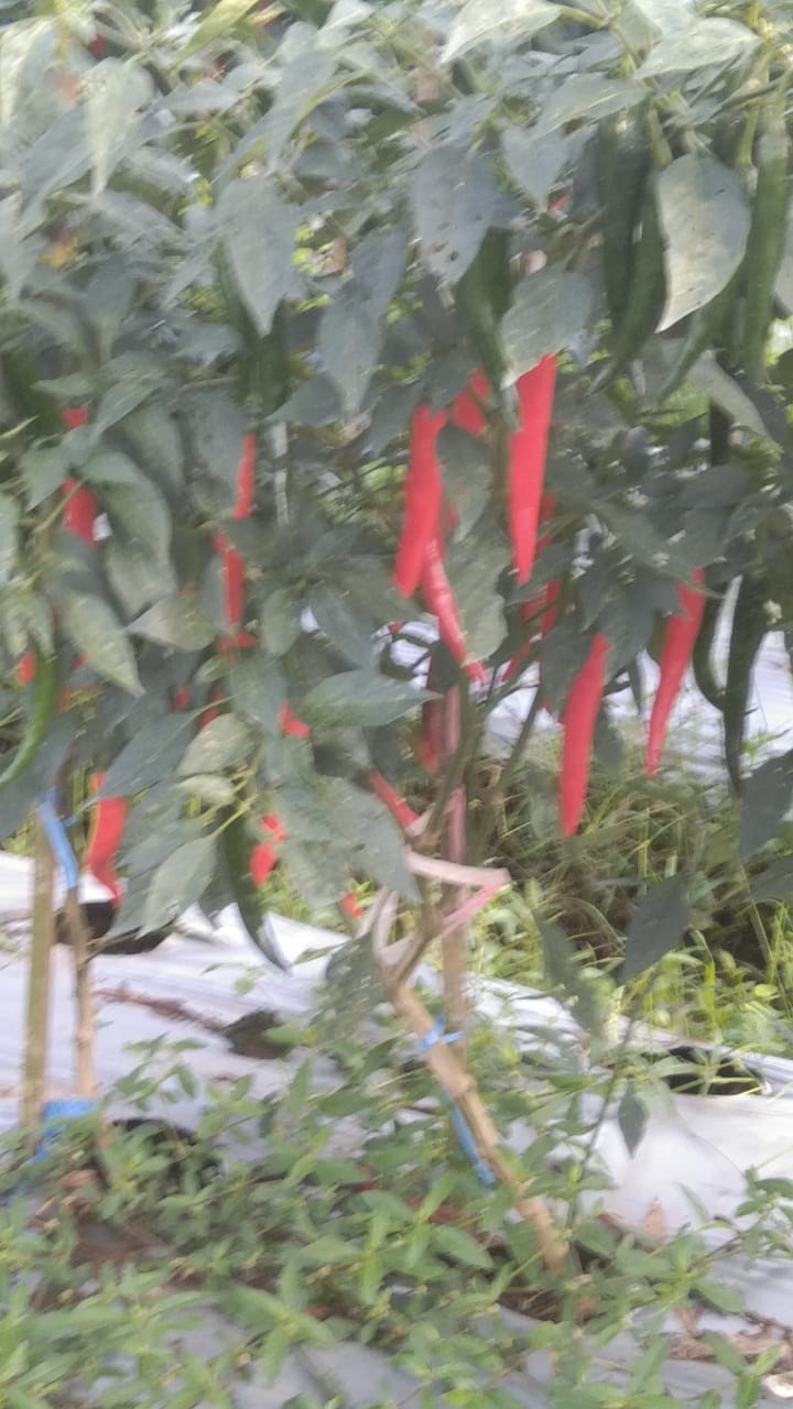 PENGOLAHAN CABE KERING