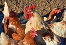 PENYAKIT GUMBORO PADA TERNAK UNGGAS