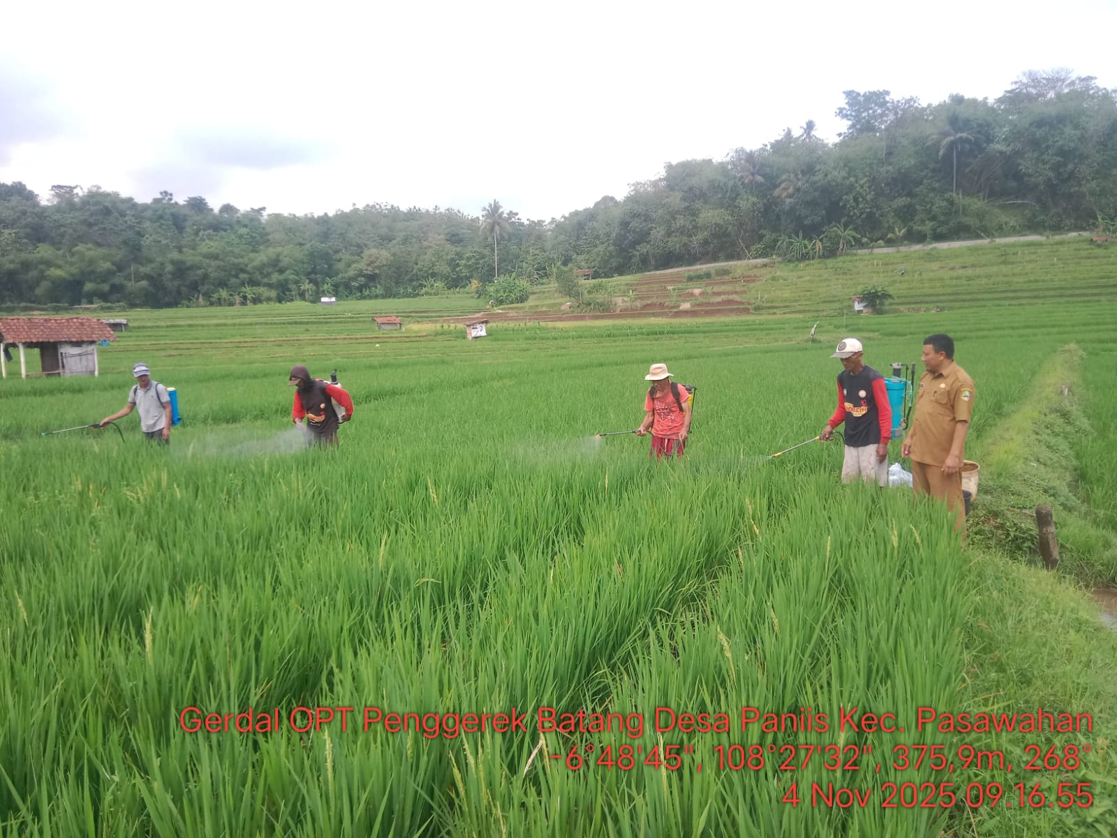 HAMA PENGGEREK BATANG PADI