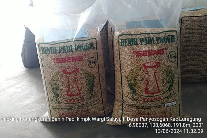 Kegiatan Penangkaran Benih Padi : Petani Mandiri dan Berdaya Saing