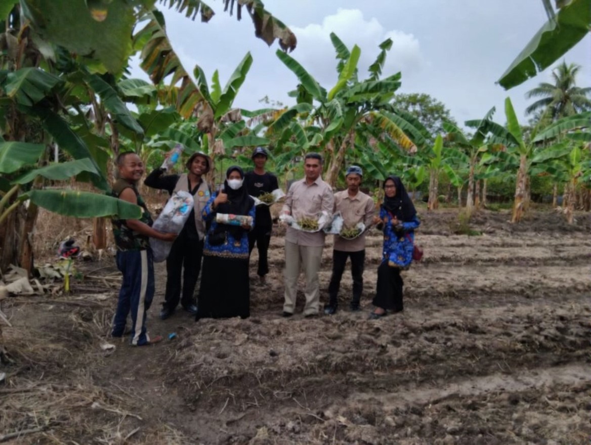 Bantuan Benih Ubi Jalar di Kecamatan Tebing Tinggi