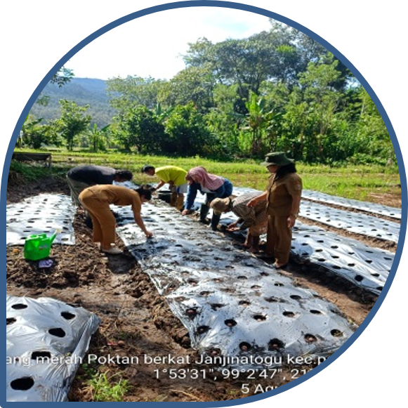 Budidaya Bawang Merah