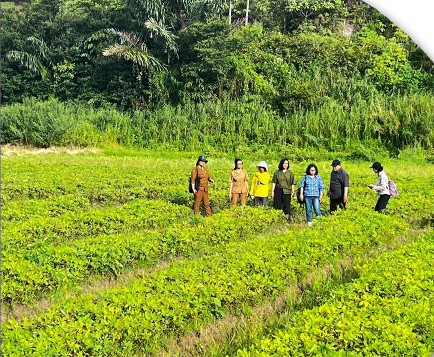 Budidaya Kacang Tanah