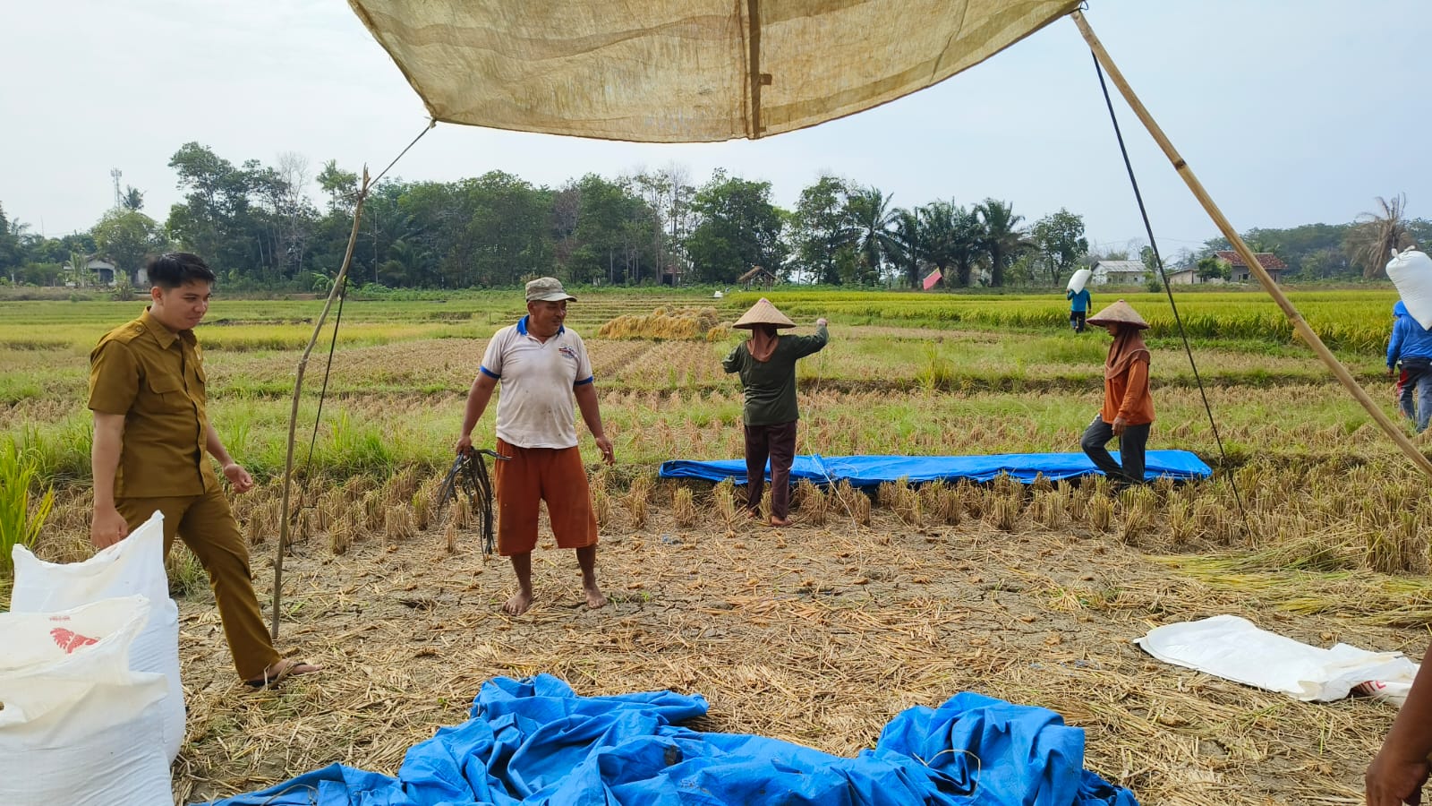 PENINGKATAN PRODUKSI PADI UNTUK MENOPANG KETAHANAN PANGAN NASIONAL