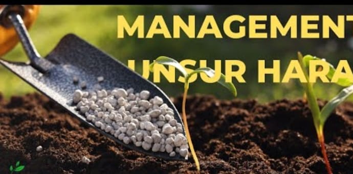 Pengelolaan Hara Spesifik Lokasi Pada Tanaman Padi Sawah