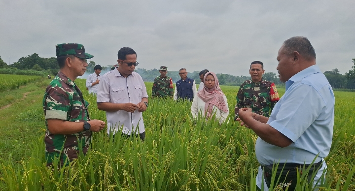 Budidaya Padi Gogo dengan Aplikasi Pupuk Organik Cair