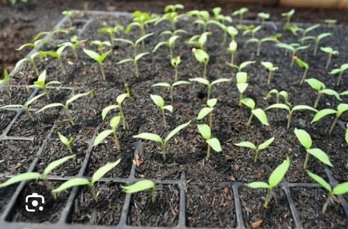 Persemaian Cabe Rawit