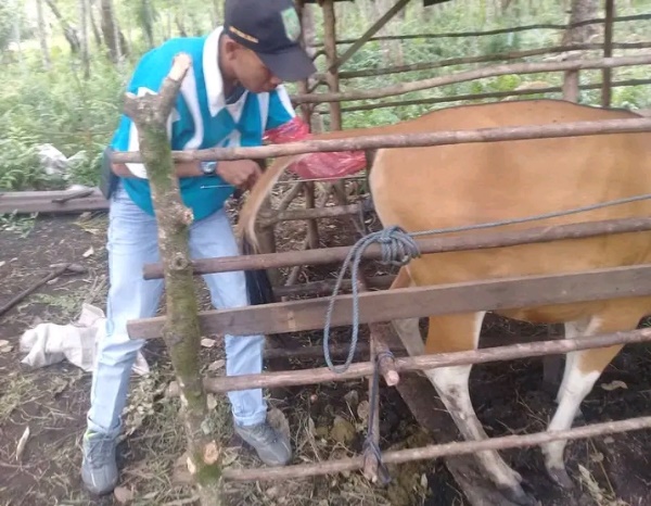 INSEMINASI BUATAN TERNAK SAPI BETINA