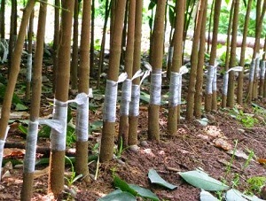 TEKNIK OKULASI PADA KARET PB260