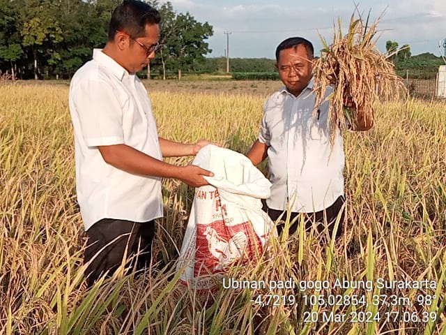 ESTIMASI PANEN PADI GOGO MENGGUNAKAN UBINAN DI ABUNG SURAKARTA