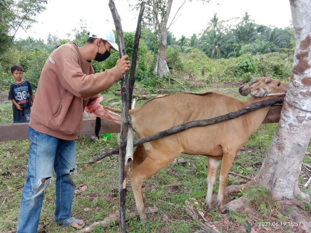 PEMERIKSAAN KEBUNTINGAN PADA SAPI BETINA