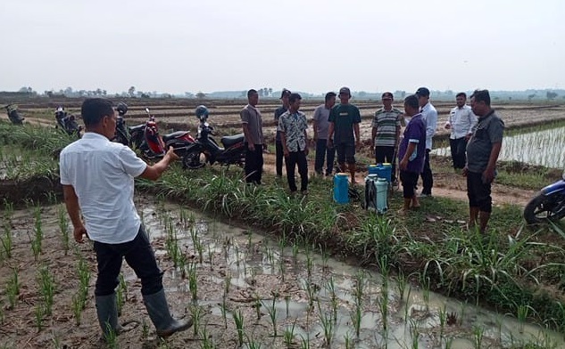 PENGENDALIAN HAMA WERENG PADI SAWAH DI KECAMATAN ABUNG SURAKARTA