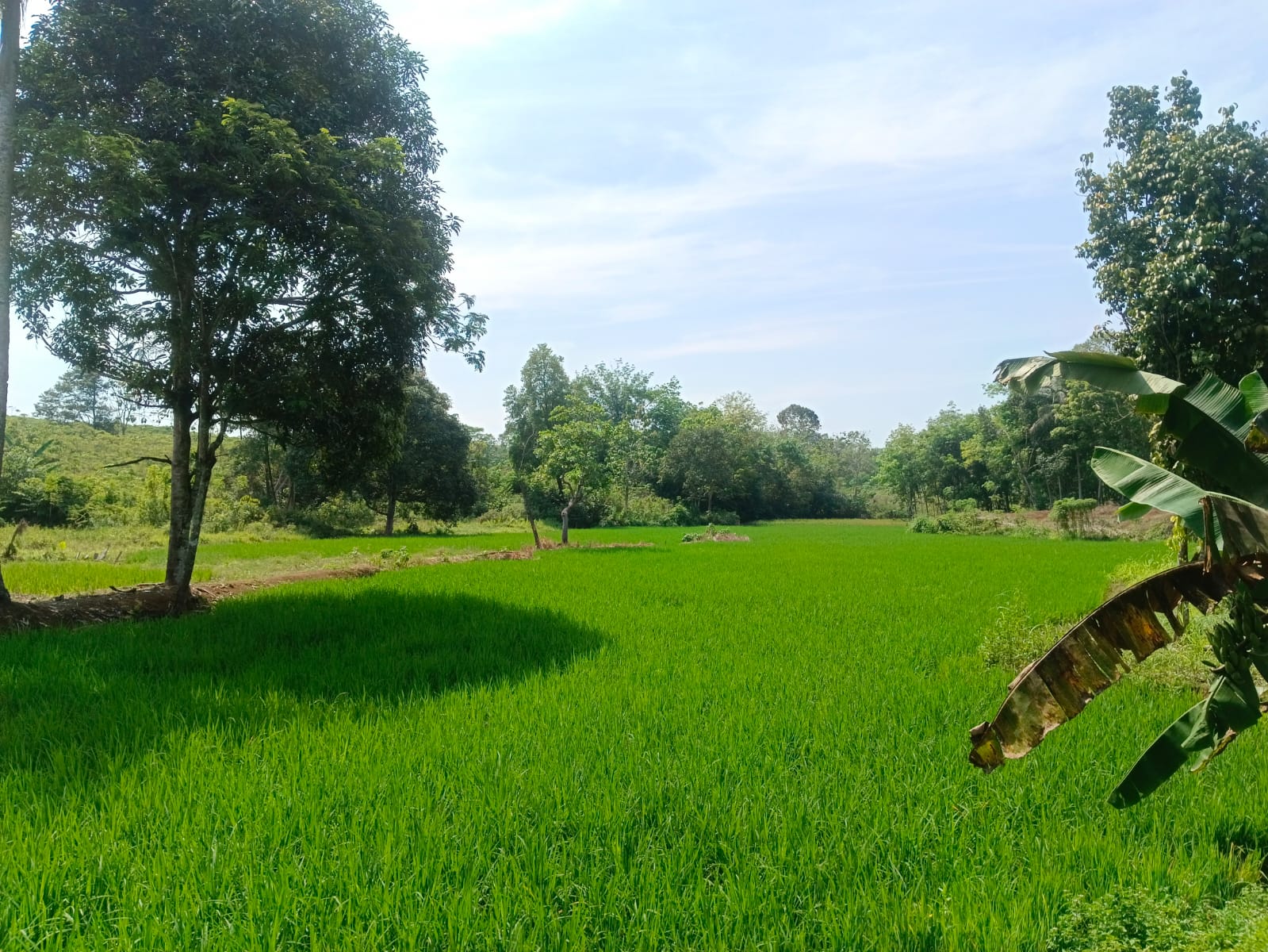 Pentingnya Unsur Hara Fosfor (P) bagi Tanaman Padi