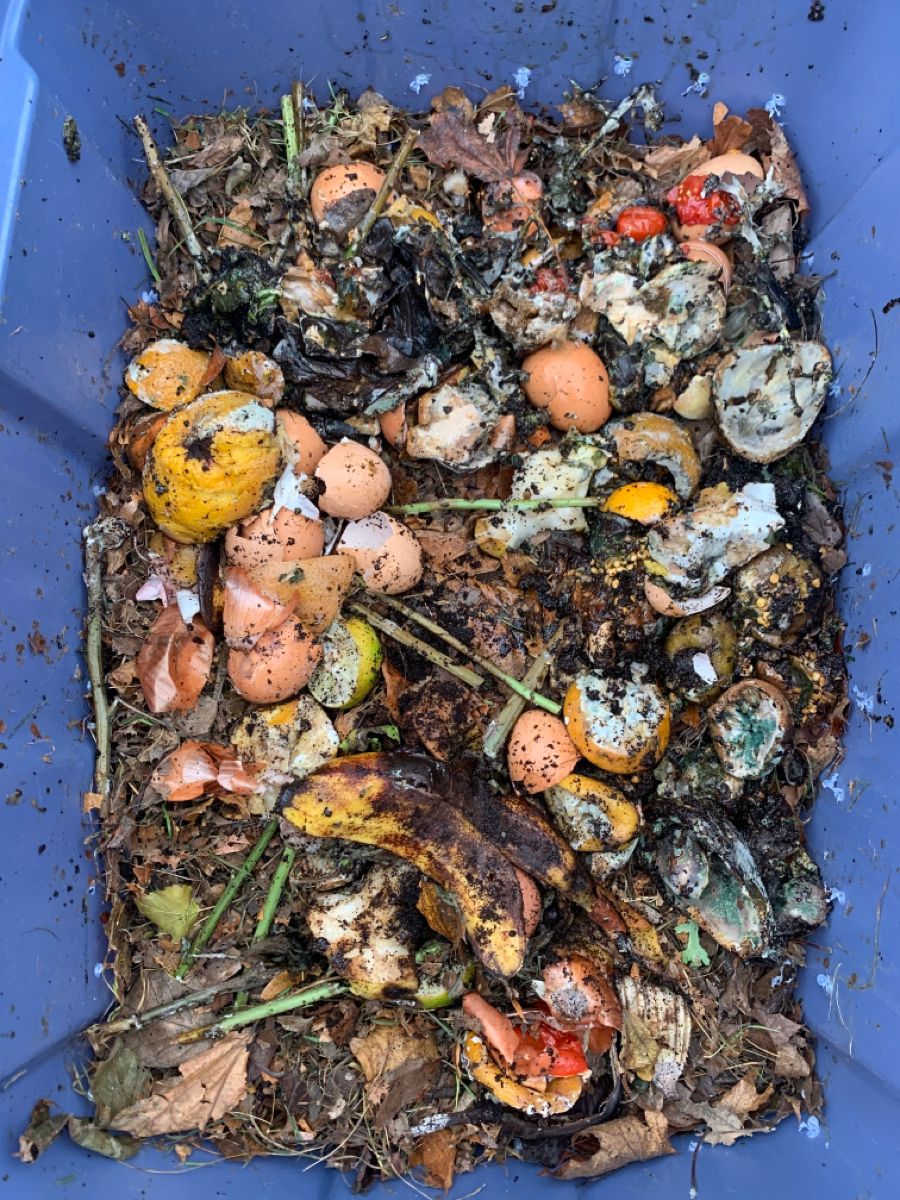 Pentingnya memanfaatkan limbah dapur untuk jadi pupuk organik