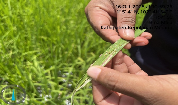 PENGENDALIAN HAMA PUTIH PALSU PADA TANAMAN PADI