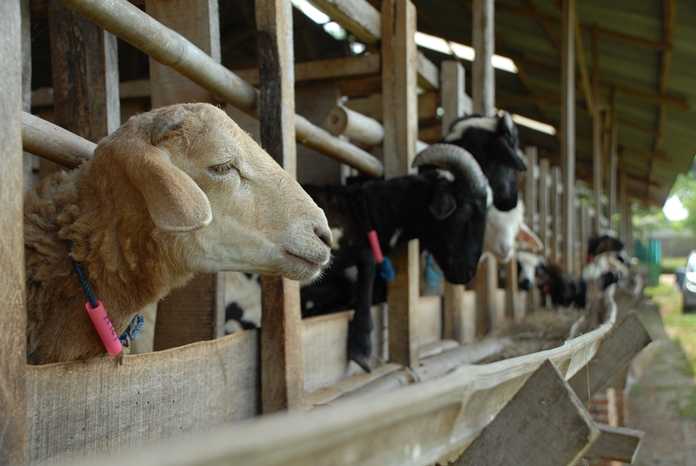 Kesehatan Ternak Domba