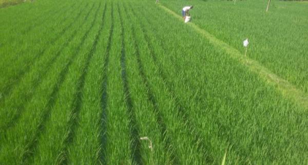 Sistem  Tanam Jajar Legowo