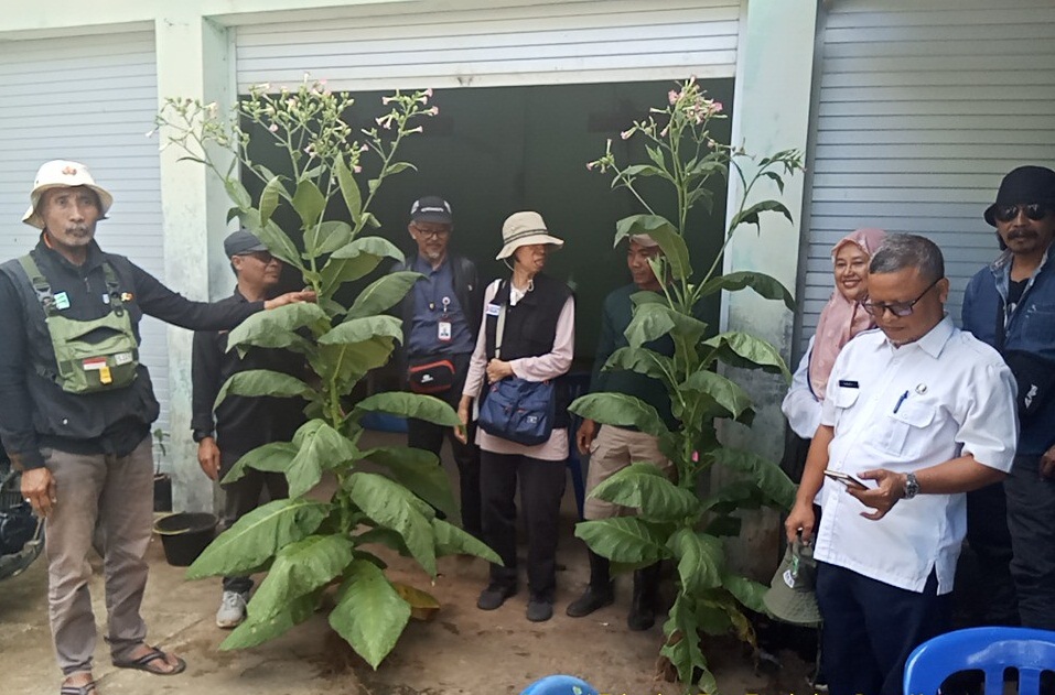 Pendaftaran Varietas Tembakau Paliken dan Mole Gede