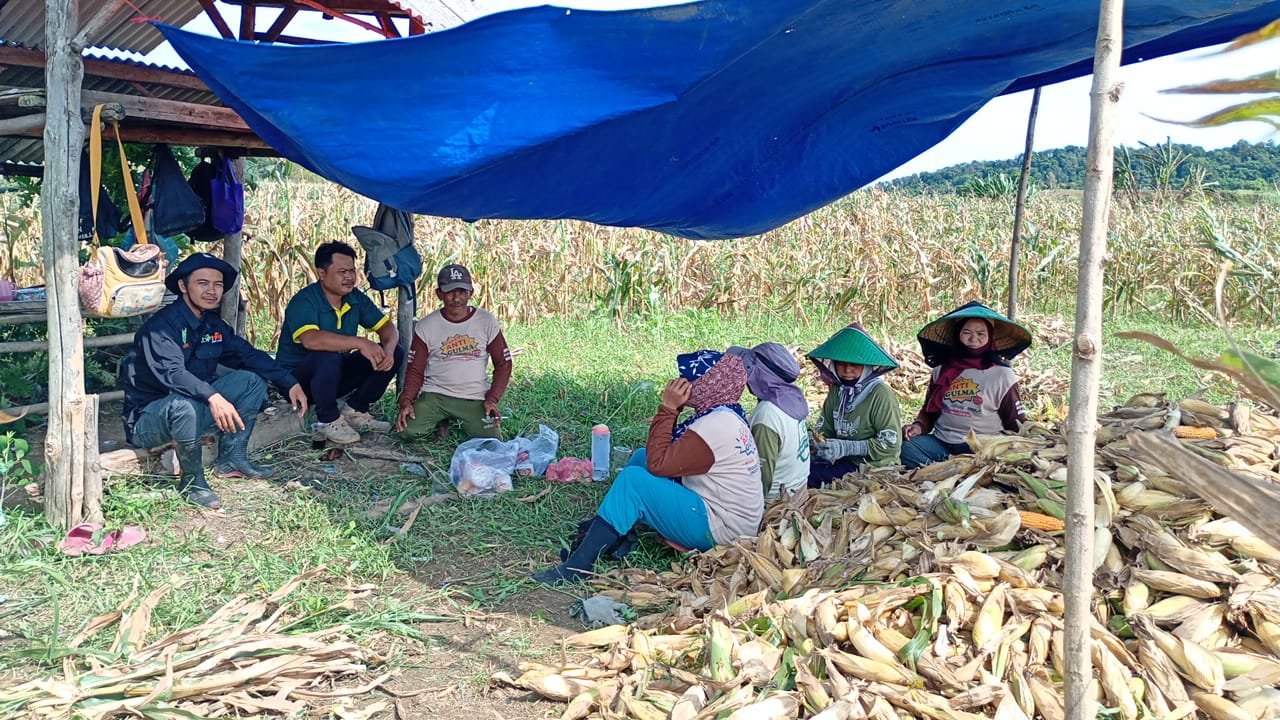 Pengelolaan Tanaman Terpadu (PTT) Jagung