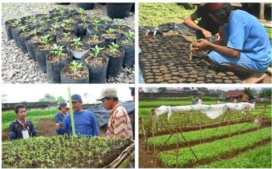 PERSEMAIAN TANAMAN SAYURAN