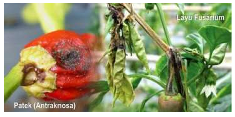 Strategi Pengendalian OPT  Sayuran di Musim Penghujan