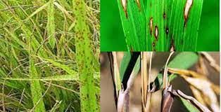 Penyakit Padi Sawah