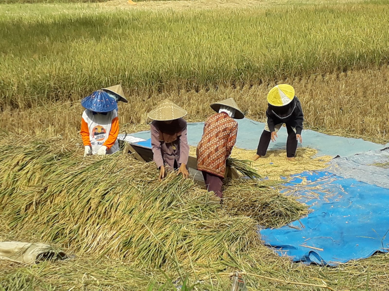 Panen dan Pasca Panen Tanaman Padi Sawah