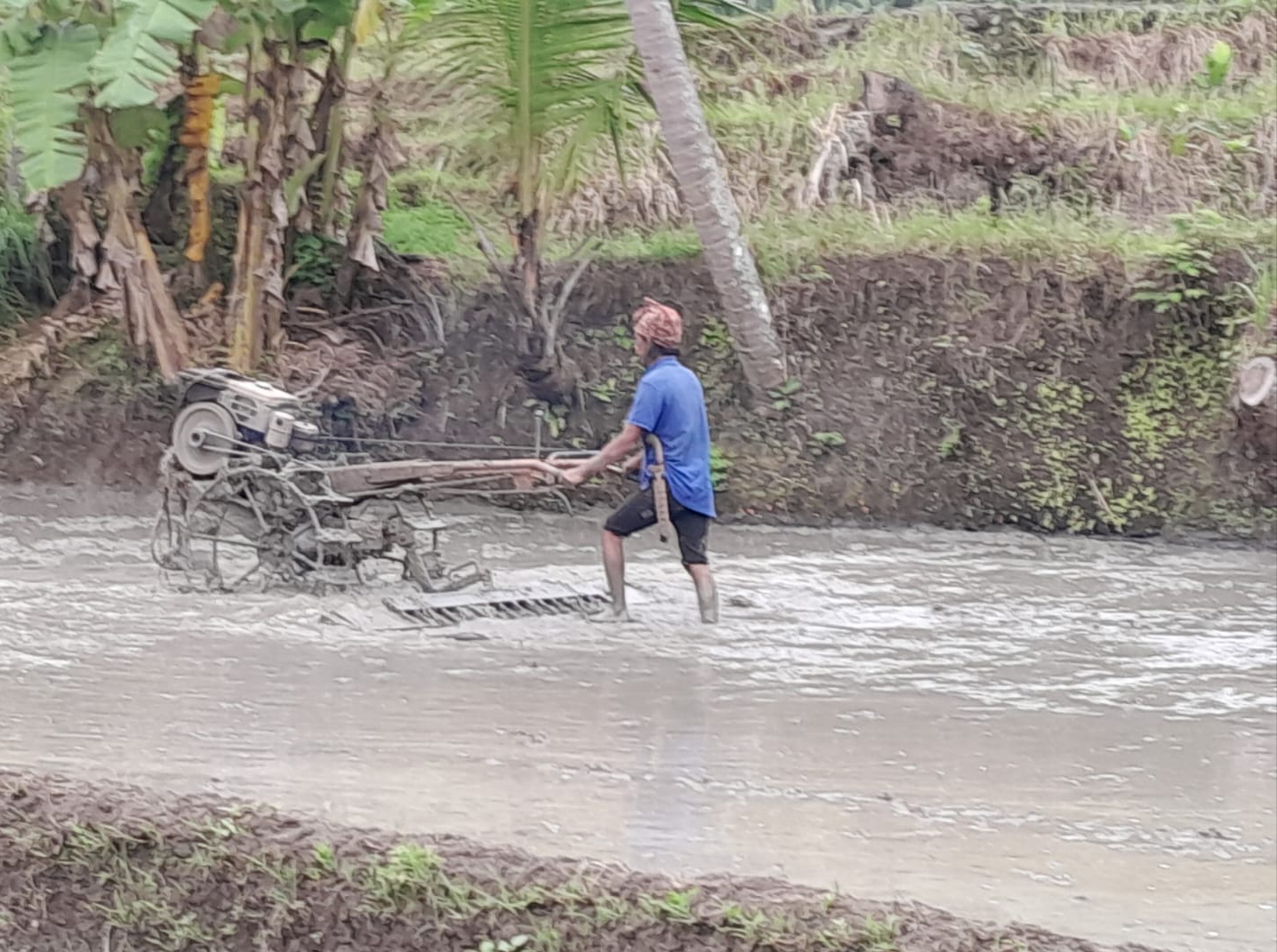 Pengolahan Lahan Padi Sawah