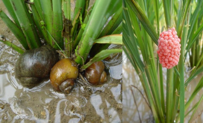 Hama keong mas pada tanaman padi sawah