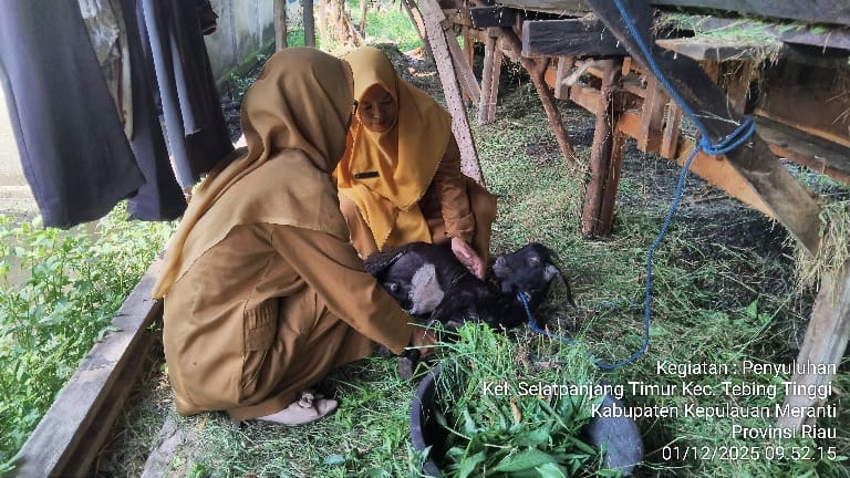 Pelayanan Kesehatan Ternak Kambing di Kelurahan Selatpanjang Selatan Kecamatan Tebing Tinggi