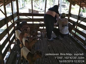 Pelayanan Kesehatan Hewan (Pada Ternak Kambing) Kecamatan Rangsang Barat