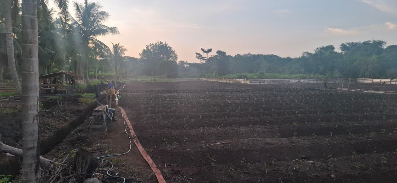 Budidaya Tanaman Cabe Desa Bokor Kecamatan Rangsang Barat