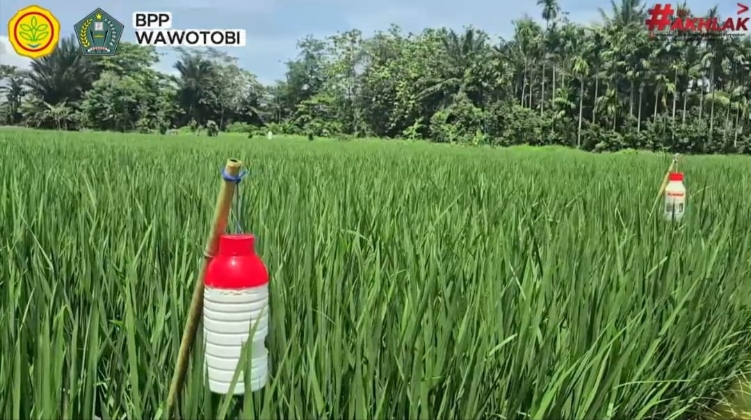 Pengendalian Hama Penggerek Batang Padi dengan Feromon Dollat