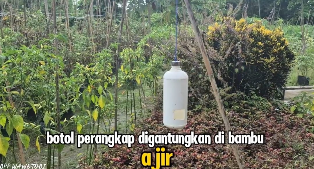 Penggunaan Petrogenol Untuk Pengendalian Lalat Buah pada Tanaman Cabe