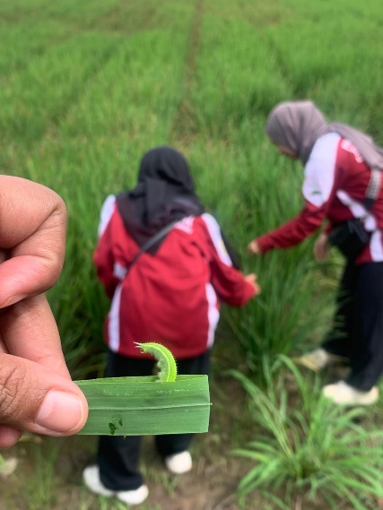 PPL dan POPT Lakukan Pengamatan OPT pada Lahan Padi di Desa Sendaur