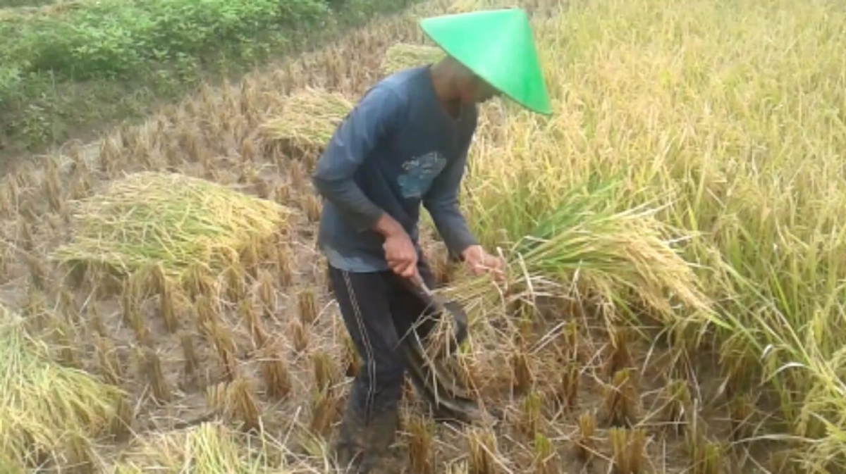 Pasca Panen Padi : “Mengurangi Susut dan Meningkatkan Mutu Gabah